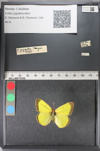 Media type: image;   Entomology 119706
